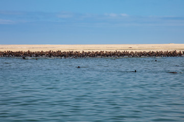 huge herd of fur seal swimming near the shore of skeletons in th