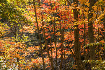 奥利根の紅葉の林