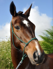 Fototapeta premium Head of a Horse