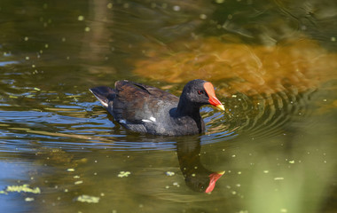 Moorhen