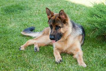 Beautiful cute german shepherd dog lying on a green grass.