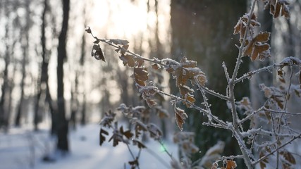 frozen oak branch in the woods in the snow nature landscape winter sunlight