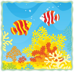 Fototapeta na wymiar Coral fishes