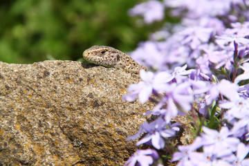 a lizard resting on a stone with violet flowers