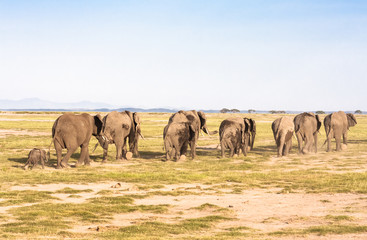 Elephants go away. Savanna. Park Amboseli, Kenya