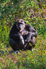 Portrait of a chimpanzee. SweetWaters Park, Kenya