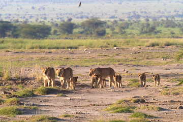 Lions family. Savannah with animals. Amboseli, Kenya