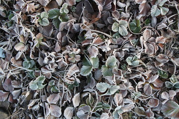 Frozen strawberry leaves or strawberry bushes in white frost, peaceful winter natural background
