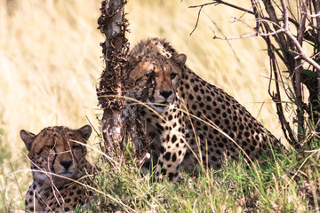 Cheetahs near the tree. Masai Mara, Kenya	