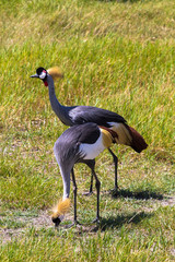 Сrowned crane. Two beatiful birds. Samburu, Kenya	