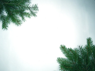 christmas decoration composition with fir branches on white back