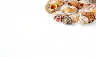 Pile of seashell in top right corner on white background with lots of copy space. 