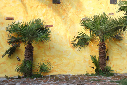 beautiful background of palm trees growing near the yellow wall