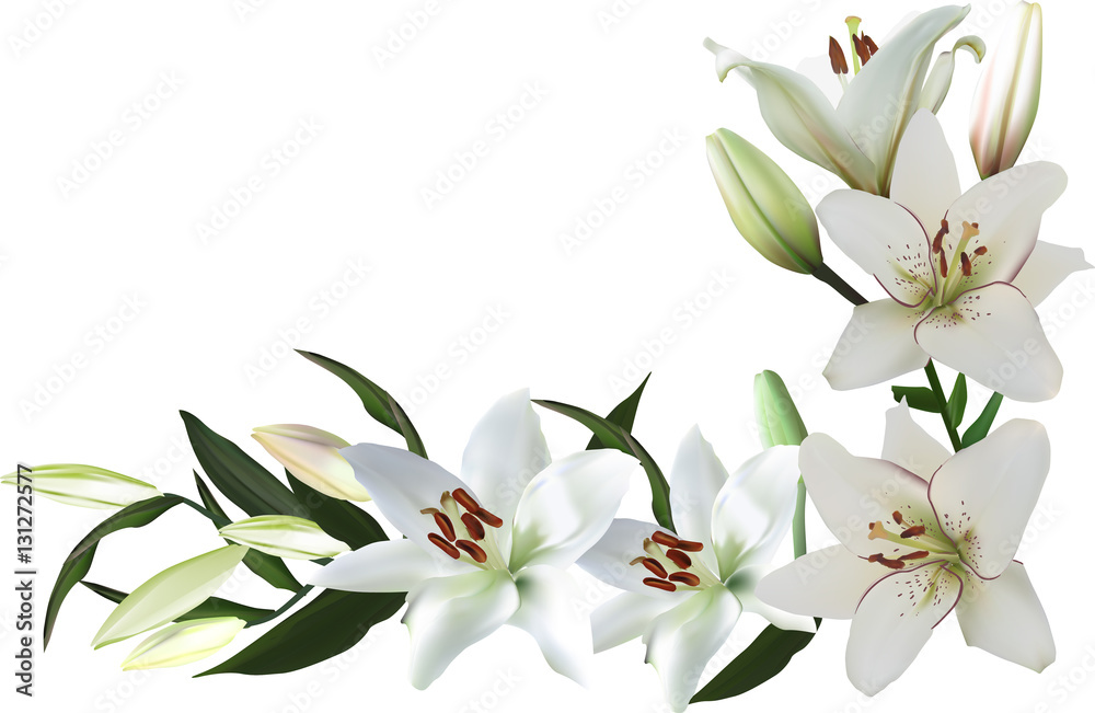 Sticker isolated corner from white lily flowers