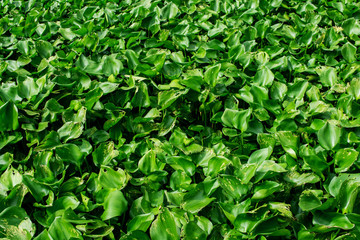 Water Hyacinth Leaf Background in the River