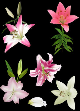 five fine lily flowers isolated on black