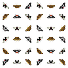 vector butterflies. seamless pattern