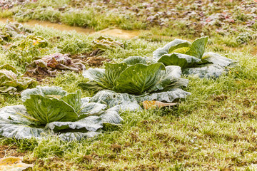 frozen cabbage in vegetable garden in winter