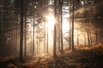 Fantasy morning sunlight in foggy seasonal forest landscape.