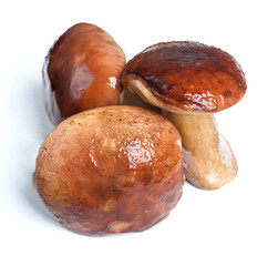 Group of porcini mushroom
