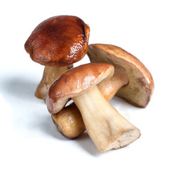 Group of porcini mushroom