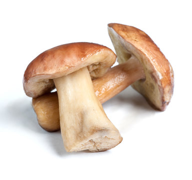 Group of porcini mushroom