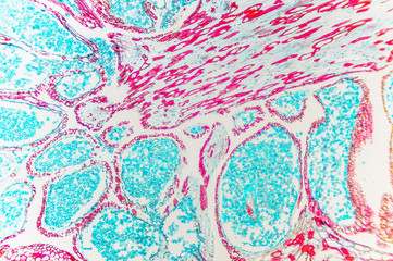 Pinus Male Strobile- cell microscopic