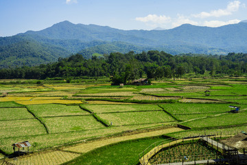 Fototapeta na wymiar field in Pua, Nan province, North Thailand