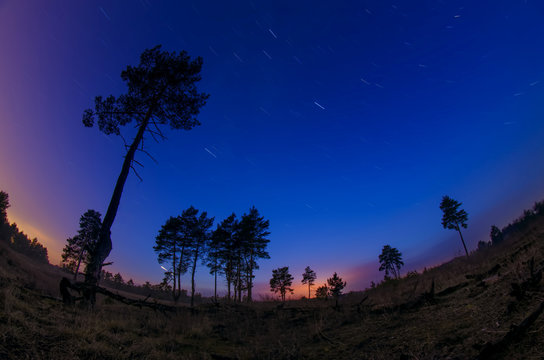 Night landscape with tracks of stars in the forest area