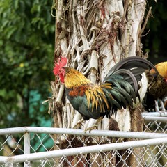 A bantam (Indonesian: Ayam kate) is a small variety of poultry, especially chickens. - currently...
