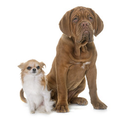 Obraz premium puppy Dogue de Bordeaux and chihuahua