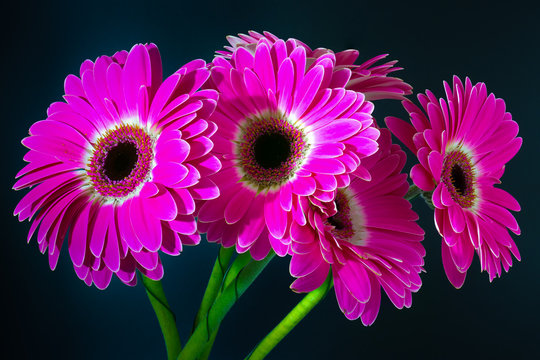 Fototapeta Gerbera on a black background
