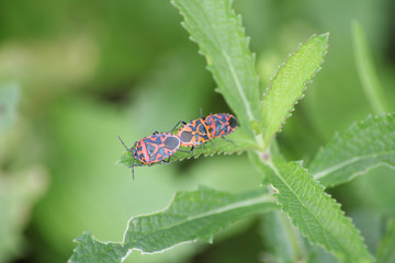 insects at Mon Cham