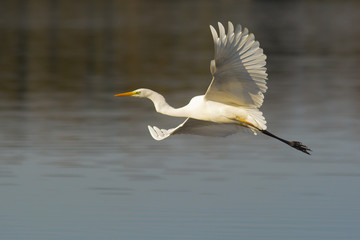 Airone bianco maggiore (Casmerodius albus) in volo
