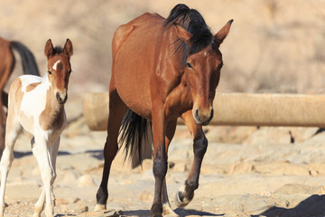 Wild horses in Namibia