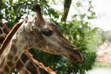 Naklejka na ściany i meble Young cute giraffe at Singapore zoo.