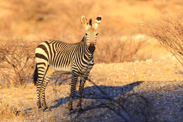Obraz premium Zebra at sunset in Namibia