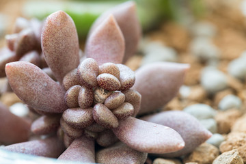 succulent plant closeup