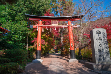 Fototapeta na wymiar 京都　宇治上神社の紅葉