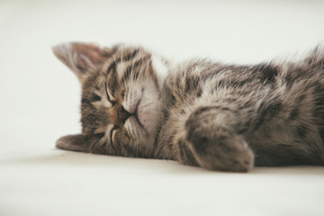 Sleeping cute little tabby kitten