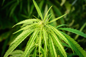 Marijuana plant close-up