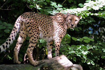 Gepard - Acinonyx jubatus
