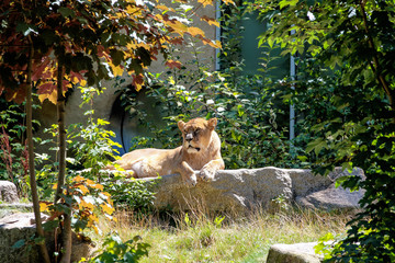 Löwe - Panthera leo