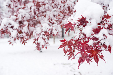 雪をかぶったイタヤカエデの紅葉