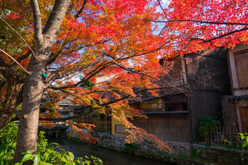 京都　祇園白川の紅葉