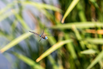 Dragonfly hiding among the reeds in a slimy swamp
