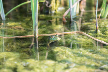 Bullfrog hiding among the reeds in a slimy swamp