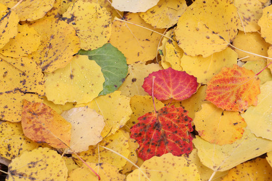 Fallen leaves of an aspen in the fall