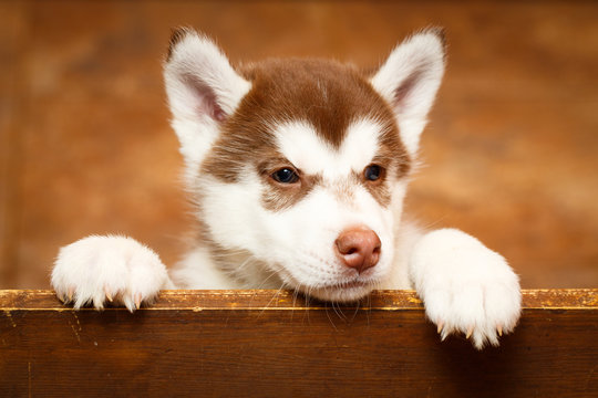 Siberian Husky dog