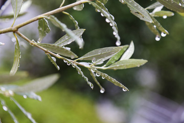 water drops on the leaf feeling fresh after rain